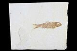 Bargain Knightia Fossil Fish - Wyoming #75900-1